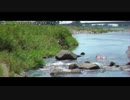 10秒動画祭｜流される琴葉姉妹
