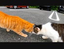 港の野良猫がやる闘牛ゴッコが見ていて癒やされる