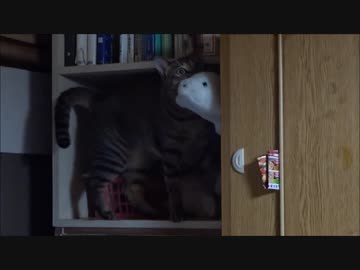 ぬいぐるみを運んできた事を鳴いて知らせてくれるネコさん