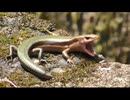 トカゲを23分間眺めるだけ