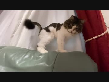 夏だからライオンカットされた猫
