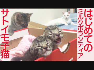 サトイモ子猫に初めてのミルクボランティアの記録