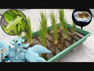 田植えから1か月、生き物で溢れるオベリスクの田んぼ