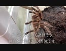 [フォトナと]タランチュラ飼育日記その２７３[入れるだけ再生工作］