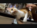 赤ちゃんばかり相手にしてるので構ってほしい叔母猫【生後4日目-1 五匹の子猫】