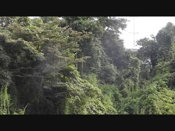 雨降りの映像【フリー素材あそび】DSCN5596