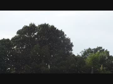 雨降りの映像【フリー素材あそび】DSCN5597