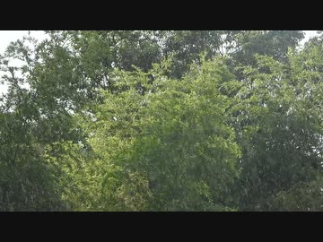 雨降りの映像【フリー素材あそび】DSCN5598