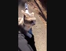 イカ耳がエグ過ぎる！最凶野良猫に触った結果・・？#Shorts 【野良猫】【感動猫】