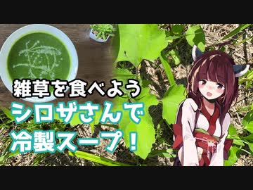 【思い切って野草を食べてみよう】#29 シロザさんで「冷製スープ」！
