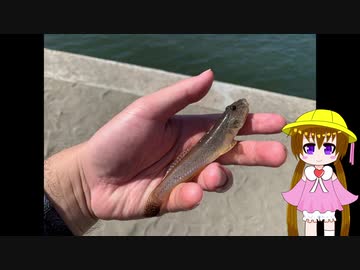月読アイの釣行メモ part8【VOICEROIDフィッシング】