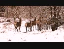 SEASONS - Chiyu Ver.