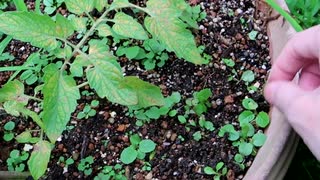 ミニトマトの水あげと草ぬき