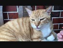 舌をしまい忘れた虎猫