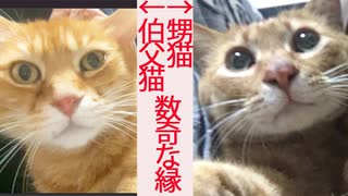 ボス猫の伯父とベテラン子猫の甥、猫一族の数奇な縁