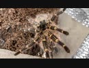 [フォトナの]タランチュラ飼育日記その２７４[動画上げます］