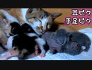 赤ちゃん猫特有の動き『主役はグレー』【生後4日目-2 五匹の子猫】