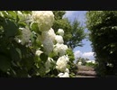 【4ｋ】2019.7.30山中湖 花の都公園 清流の滝・アジサイ・ひまわり・百日草