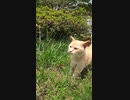 マタタビで覚醒した猫が「もっとくれ」と人間を襲う！？#Shorts 【野良猫】【感動猫】