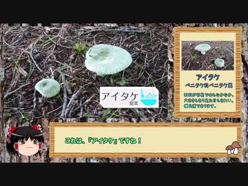 【ゆっくり実況】 きのこ狩り　アイタケ編