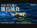 0726B【カルガモ親子 雛鳥の捕食】奪い合い食べられるヤモリ。お昼寝拒否。ハクセキレイの捕食。アカミミガメ、ムクドリ夫婦　#身近な生き物語　#カルガモ親子　#カルガモ