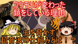 コウモリが変わった顔をしている理由。虫を脅かす超音波の仕組みとは！？