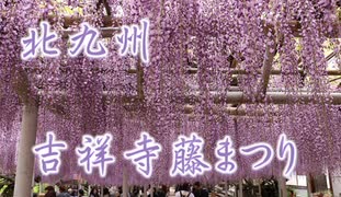 クマバチも蜜を吸います！！2017吉祥寺藤まつり！！北九州市！！