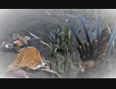 【DBD】学術書Ⅷ-2中編【8・15生放送分】