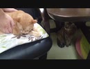 拾いねこ＠生後3328/3295日目　今月の爪切り～。