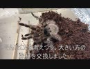 [結局休みは]タランチュラ飼育日記その２７５[アニメ見て終わる］