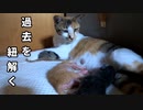 母猫はいつ妊娠していたのだろう【生後4日目-3 五匹の子猫】