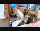 神社の看板猫