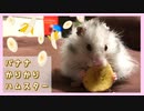 【音フェチ】カリカリ音が心地良い！バナナうまうまハムスター【ふわたん】