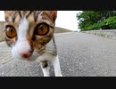 海沿いの道をウロウロする子猫達をナデナデしてきた