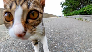 海沿いの道をウロウロする子猫達をナデナデしてきた