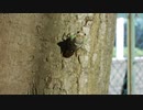 セミの羽化　アブラゼミ