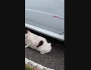 エンジンルームに入りそうな猫を救出#Shorts 【野良猫】【感動猫】