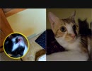 赤ちゃん猫、押入れから落ちる（映像は無し）【生後4日目-4 五匹の子猫】