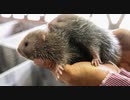 2020.01.23rkyoutube新型コロナウイルスはＤＳ残党の悪足搔きなのか