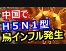 2020.02.03-2 rkyoutube新型コロナウイルス戦争7黒幕は次に鳥インフルH5N1型で攻撃してくるのか？