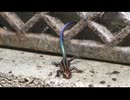 さらにトカゲを眺めるだけ