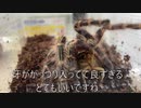 [Vtuberに]タランチュラ飼育日記その２７６[ハマりそう］