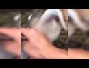 My Video