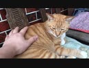 尻尾をパタパタさせる虎猫