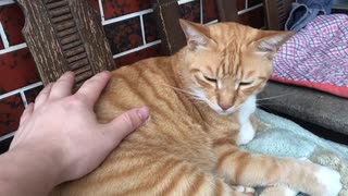 尻尾をパタパタさせる虎猫