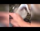 My Video