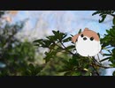 【10秒動画祭】ささら鳥