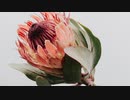 noo - 飛行
