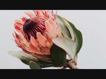 noo - 飛行
