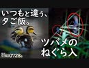 0728B【カルガモ親子の捕食 夕暮れ儚い命】ツバメのねぐら入り。小さな猛禽モズのとスズメ。カモの喧嘩でタイマン胸ぐら。雛鳥カモ達。 コンデジ野鳥撮影　#身近な生き物語　#カルガモ親子　#ツバメ